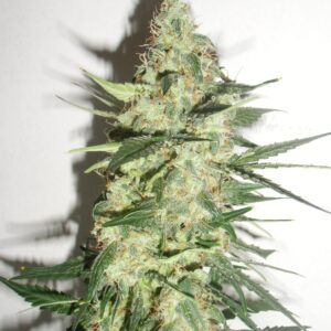 Matic Light (Auto) - 10 regulære frø