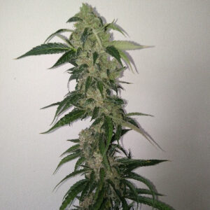 Soft Ice - 5 Feminiserede (auto) frø