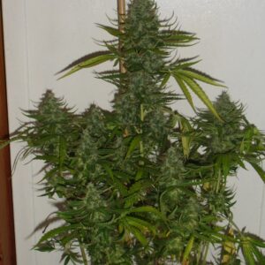 Blue Dwarf (Auto) - 10 regulære frø