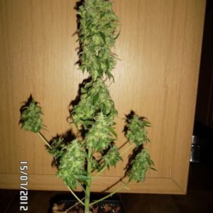 Blue Matic (Auto) - 10 regulære frø