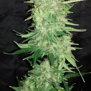 Blue Widow (Auto) - 10 regulære frø