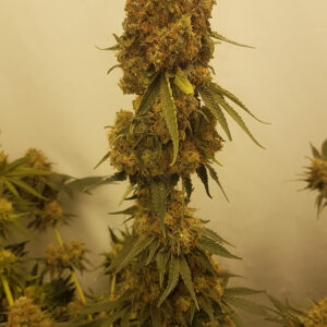 Bubble Cake 10 regulære frø