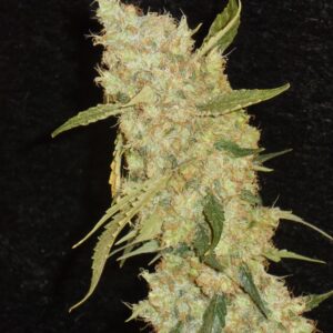 BubbleGum - 10 Regulære Frø