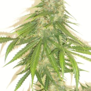 Caramellow (Auto) - 10 regulære frø