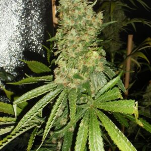 Gum Lock - 10 Regulære Frø