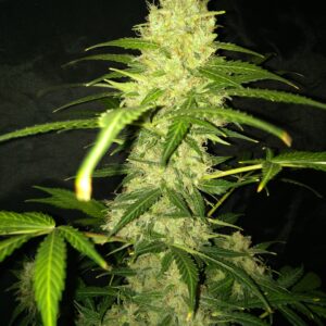 Pineapple Haze (Auto) - 10 regulære frø