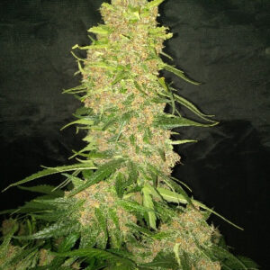 Snowfruit "The Queen" (Auto) - 10 regulære frø