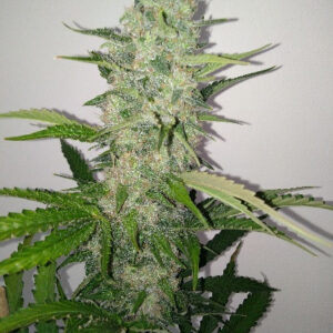 White Punch - 5 Feminiserede (auto) frø