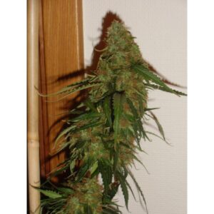 Dane's White Pineapple (Auto) - 10 regulære frø